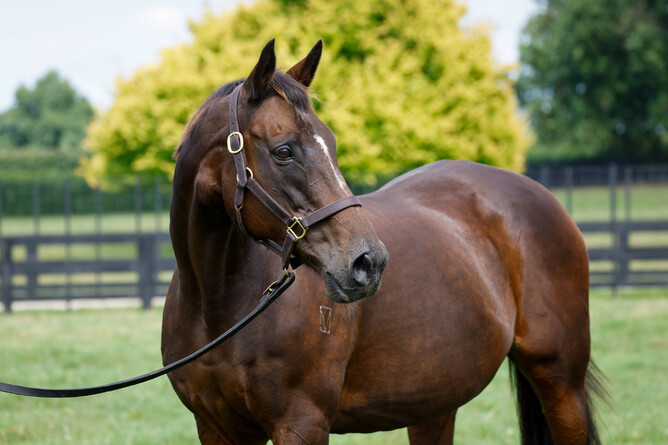Multiple Group One winner Ethereal is enjoying retirement at Pencarrow Stud. - Photo: Supplied