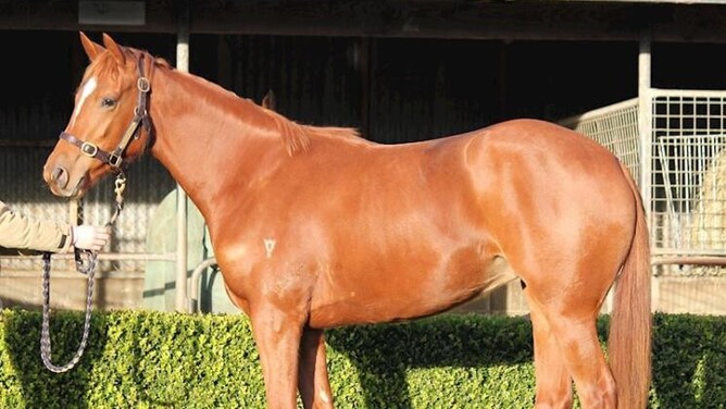 Lot 18, by Ocean Park out of Baggy Green, the yearling full sister to multiple Group One winner Tofane.  - Photo: Supplied
