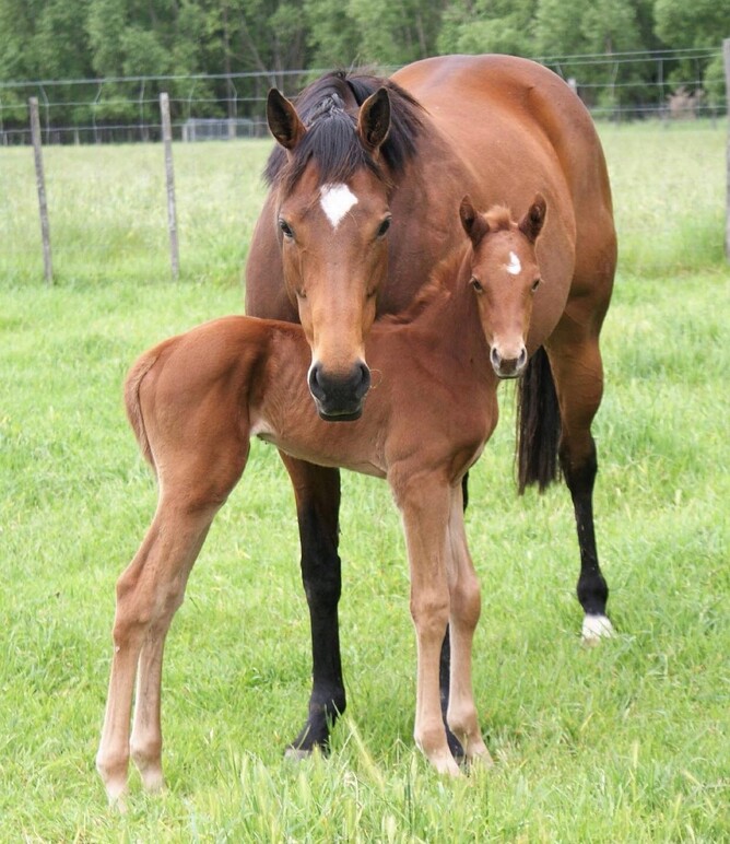 Newmarket Handicap winner Roch ’N’ Horse with her dam Rochfort at Little Avondale Stud in November 2016.