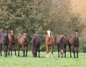 Level 3 Covid-19 Equine Activities update