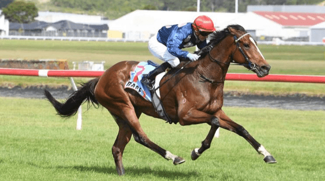 Utopian Wine will contest Saturday’s Gr.3 Dennis Wheeler Earthmoving Taranaki Cup (1800m) at New Plymouth.  - Photo: Peter Rubery (Race Images)