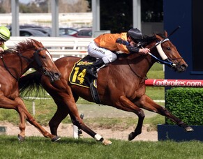 Pins is hot to trot for Waikato Stud