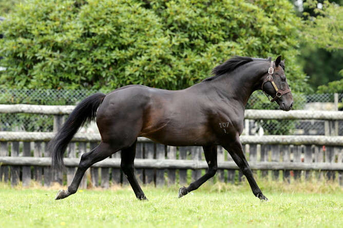 Champion sire - Savabeel - Trish Dunell