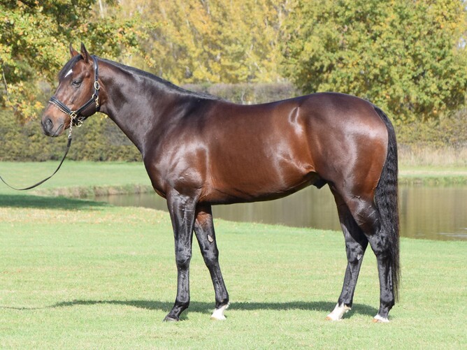 Inglewood Stud stallion War Decree - Photo: supplied