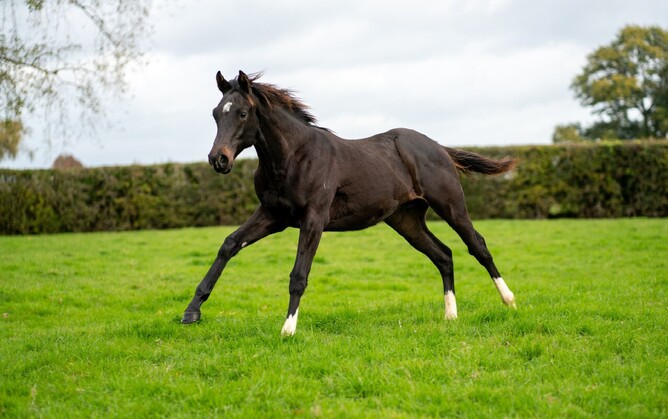 Almanzor x Onlyarose