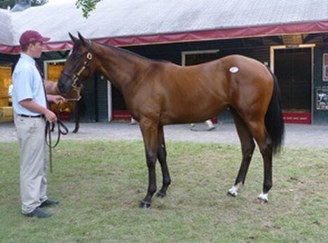 Matt's filly