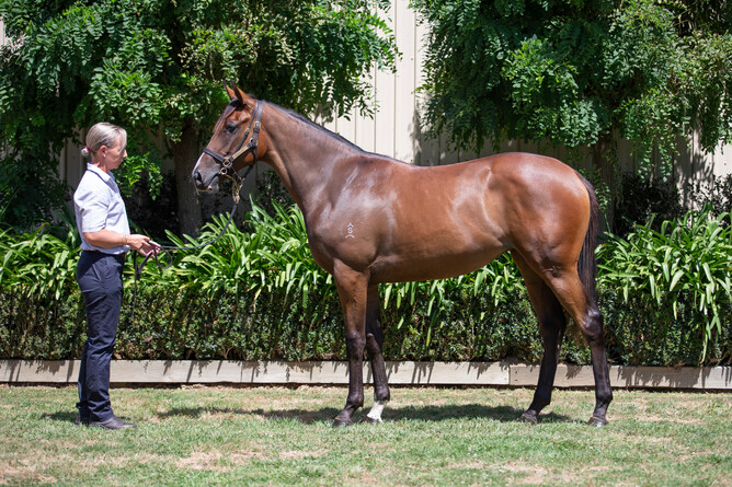 Molly Bloom as a yearling.   - Photo: Supplied