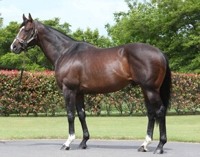 First Group One winner for Showcasing at Ascot