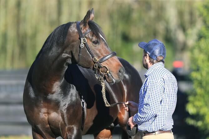 Sweynesse is New Zealand’s Champion first season sire Photo: Trish Dunell