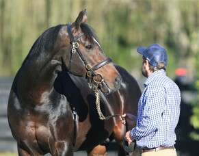 Sweynesse champion first season sire