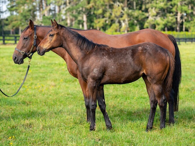 Cavalina and her Frosted foal, being offered as a package deal.
