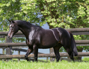 Waikato Stud mourn the loss of Sacred Falls
