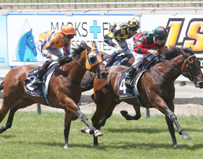 Group One winning son of Snitzel to Mapperley Stud