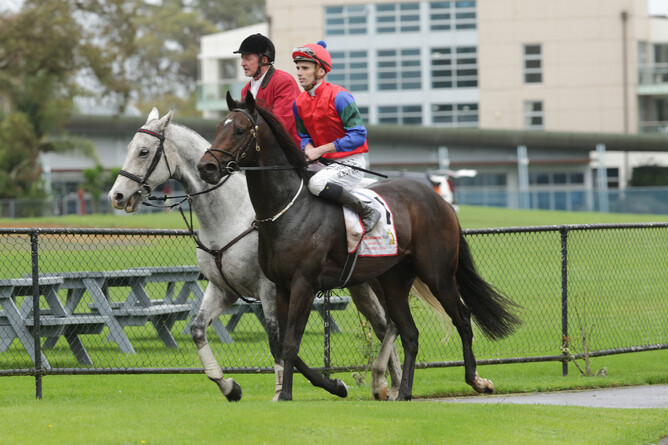 Jockey Ryan Elliot brings Solidify back to the Te Rapa birdcage after a stylish win at stakes level - Photo: Trish Dunell