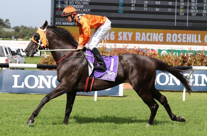 Ace Hill will stand his first season at stud at Rich Hill in 2019 - Supplied