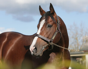 Belardo makes presence felt in both hemispheres