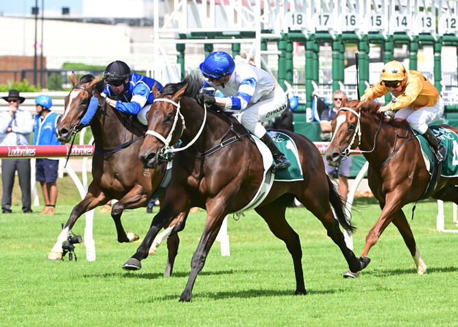 Impressive three-year-old Kovalica is in complete control at Eagle Farm - Photo: Grant Peters