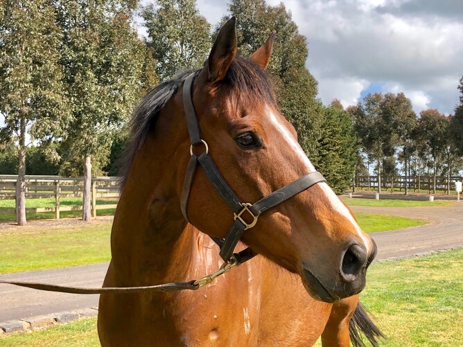 The Eight Carat Broodmare of the Year sponsored by Arion Pedigrees - Stylish Bel