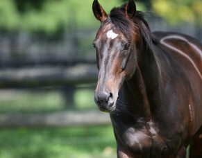 Tavistock withdrawn from 2019 service