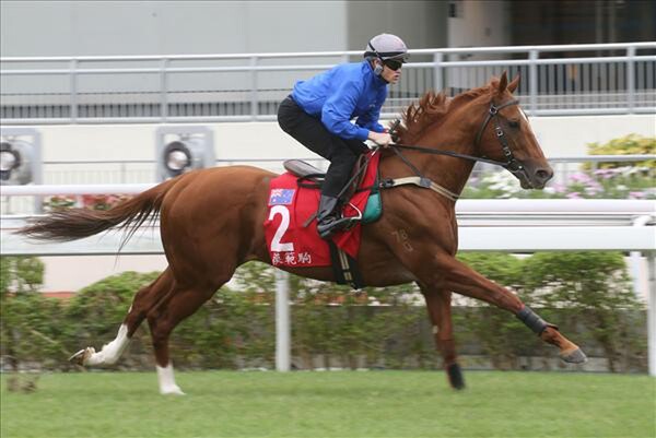 Criterion during trackwork at Sha Tin