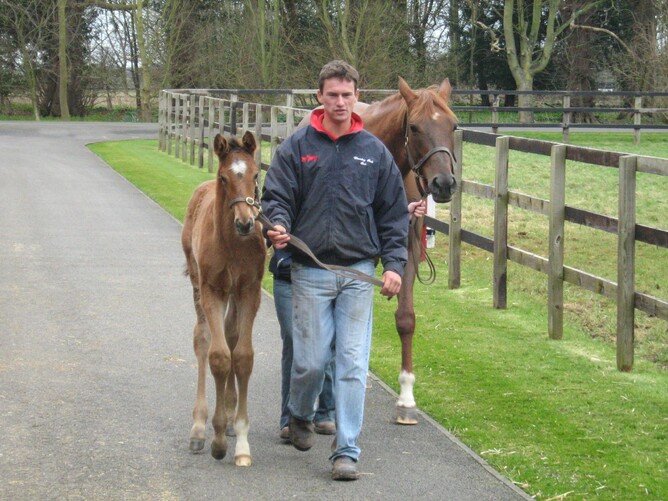 That's me leading the '08 Dansili x Fantasize(Groom Dancer) colt foal. Do you like my new jacket!