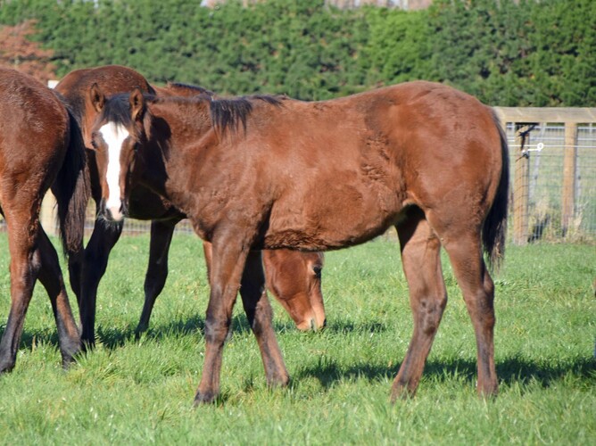 War Decree x Giggly filly