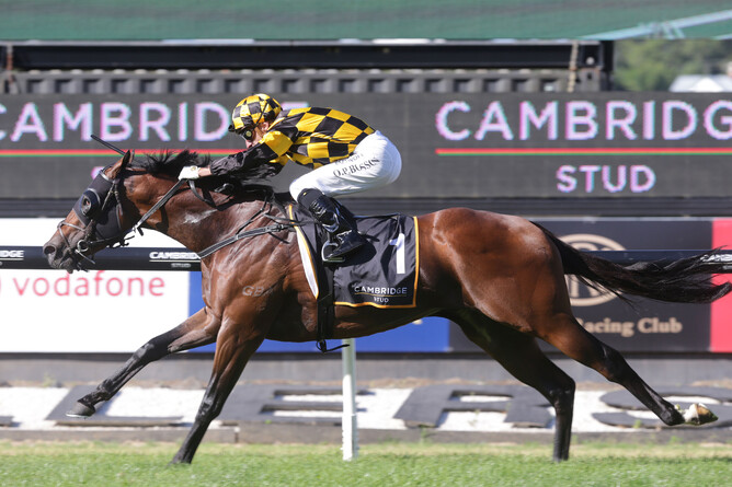 Cambridge Stud's new addition to the stallion roster - Sword of State. - Photo: Trish Dunell