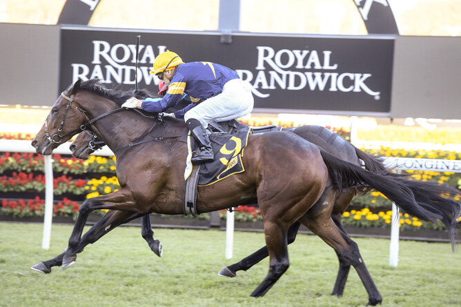 Tofane, carrying the CM brand on her shoulder, winning the Gr.1 All Aged Stakes. Photo: bradleyphotos.com.au