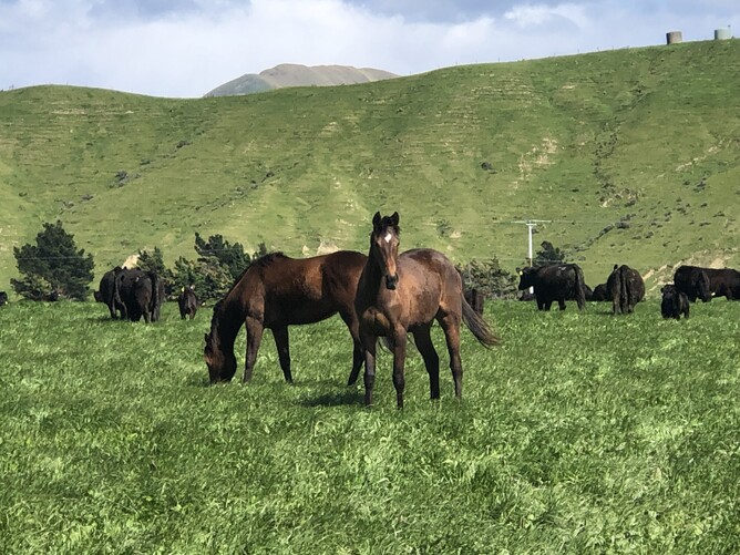 Yearlings graze with the Angus cattle at Taimate. - Photo: Supplied