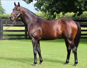 Winners flowing for Mongolian Khan