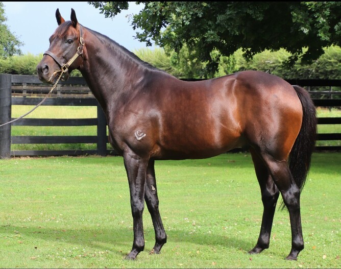 Windsor Park Stud stallion Mongolian Khan. Photo: Supplied