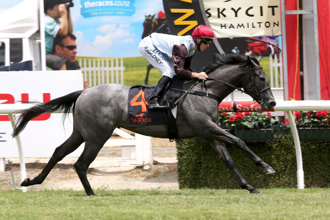 She's A Thief winning at Te Rapa  - Trish Dunell