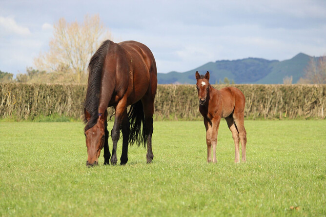 Ka Ying Rising as a foal at Windsor Park Stud