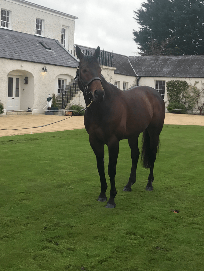 Sea the Stars at Gilltown Stud