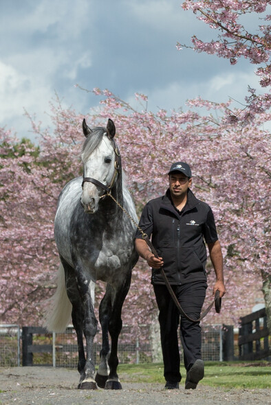 Reliable Man at Westbury Stud