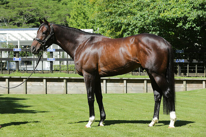 Rich Hill Stud's Satono Aladdin. Photo: Supplied