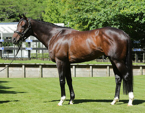 First Crop Sire Focus: Satono Aladdin