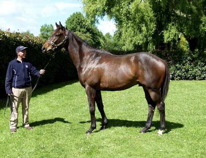 Surprise Baby (Shocking - Bula Baby) pictured as an unraced 3 year old