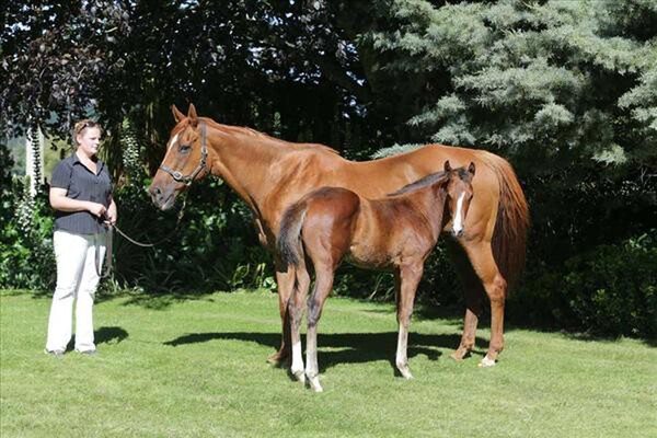 Parfore and her Darci Brahma foal at Wentwood Grange - Trish Dunell