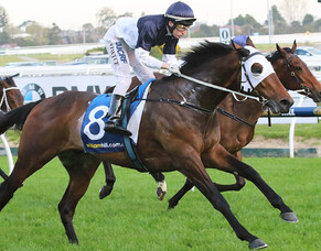 NZ stud career an option for Tarzino