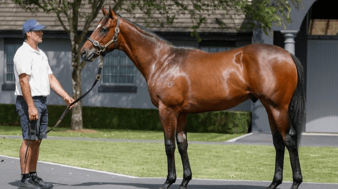 Lot 90, a full-brother to Group Two-winning three-year-old Yaldi.   - Photo: Supplied.