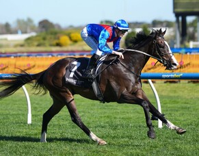 The remarkable rise of Zambardo