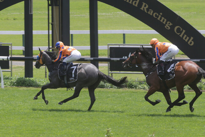 Grace ‘N’ Grey beats stablemate Dynastic at Ellerslie Photo Credit: Trish Dunell