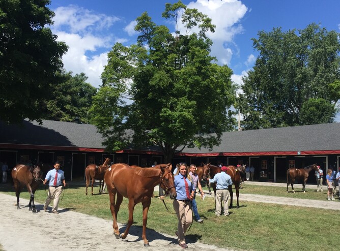 Taylor Made yearlings at Saratoga
