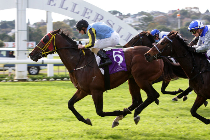 The well-related Thunder Down Under will be given his chance at stud - Trish Dunell