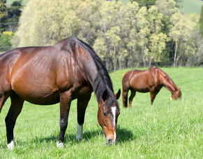 Equine exports resume