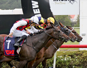 Provence clinches close finish in Trentham Group One