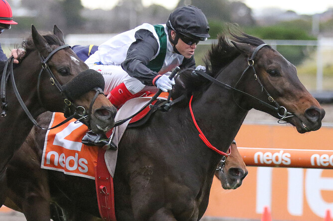 Craig Williams urges Mr Brightside to a fresh up win in the Gr.2 P.B. Lawrence Stakes (1400m) at Caulfield -  Photo credit: Bruno Cannatelli