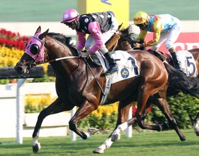 Kiwi breeder to the fore in Hong Kong