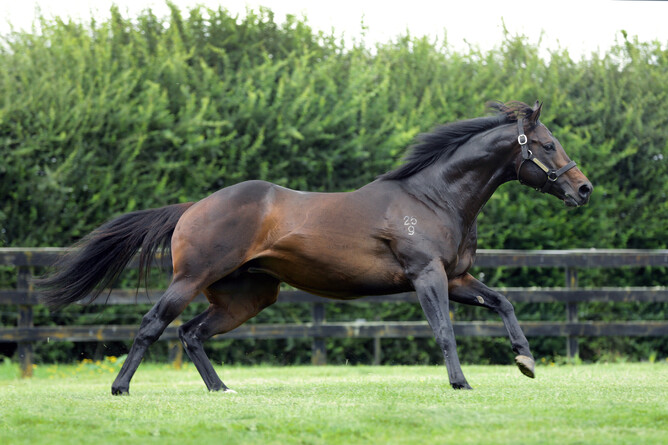 Rich Hill Stud’s outstanding young stallion Proisir - Photo: Trish Dunell